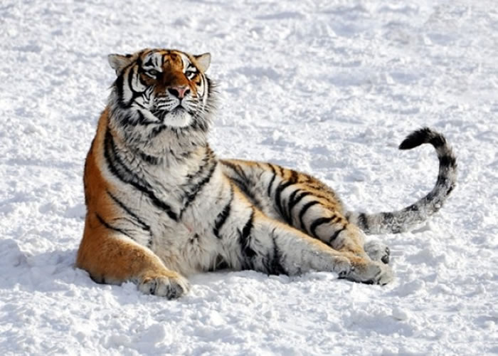 科学家警告，地球大部分生物正面临绝种威胁。图为濒临绝种的东北虎。