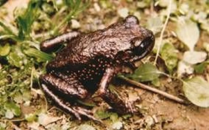 红点齿蟾已被列入世界自然保护联盟濒危物种红色名录
