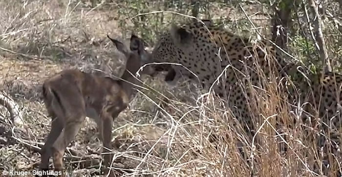 猎豹突然停止攻击，反而与小黑斑羚玩耍起来。