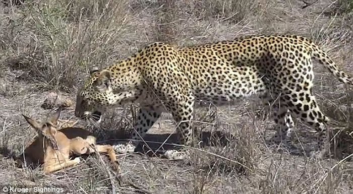 随后，小黑斑羚甚至主动靠近猎豹，两只动物甚至亲密地擦起脸颊。