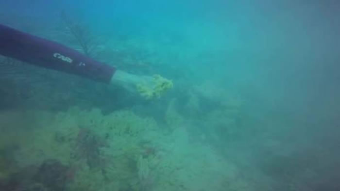 潜水员检视珊瑚的情况