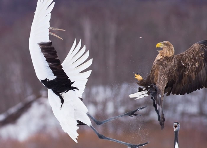 白尾鹰（右）意图从丹顶鹤口中抢走其鱼当午餐；后者随即伸爪拍翼还击。