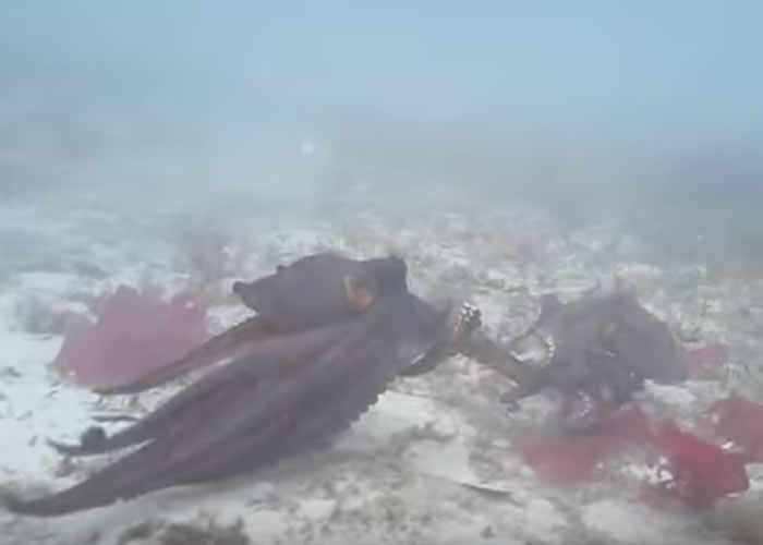 出现争端时，八爪鱼的颜色会变深。