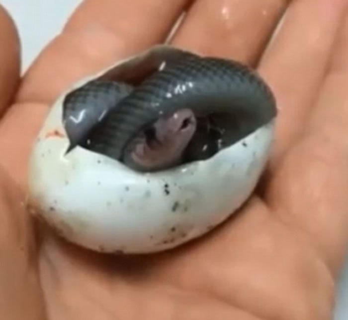 澳洲爬虫动物公园棕伊澳蛇宝宝刚破蛋壳就张开嘴巴打哈欠