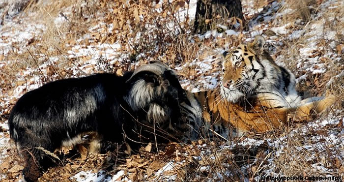 俄罗斯海参威动物园成为好朋友的东北虎和山羊被分开了