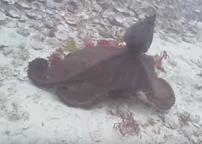 “战斗”过后，颜色会开始变浅。