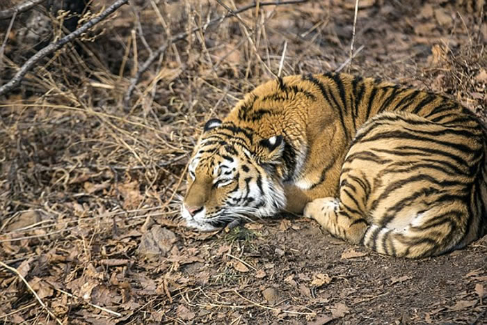 俄罗斯海参威动物园成为好朋友的东北虎和山羊被分开了
