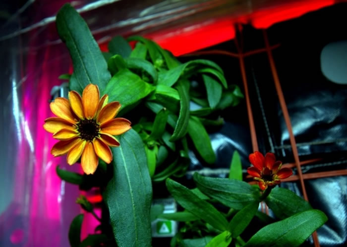 “太空第一花”的枝叶茂盛，为国际太空站人员带来一股暖意。