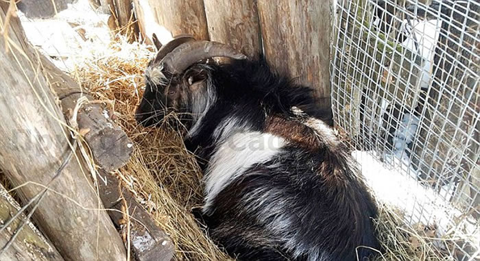 俄罗斯海参威动物园成为好朋友的东北虎和山羊被分开了