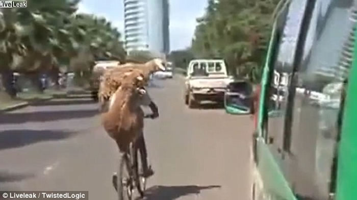 两只山羊缠住单车男坐顺风车