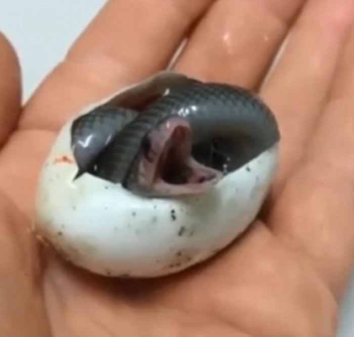 澳洲爬虫动物公园棕伊澳蛇宝宝刚破蛋壳就张开嘴巴打哈欠