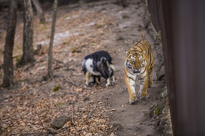 俄罗斯海参威动物园成为好朋友的东北虎和山羊被分开了