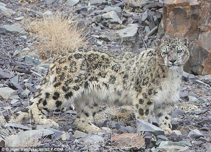 雪豹在国际红皮书中被列为“濒危”，目前全世界的雪豹不到1万只