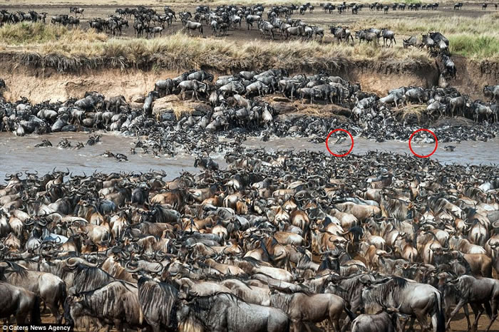 肯尼亚马赛马拉8万牛羚大迁徙 两斑马误闯入群你能不能找到？