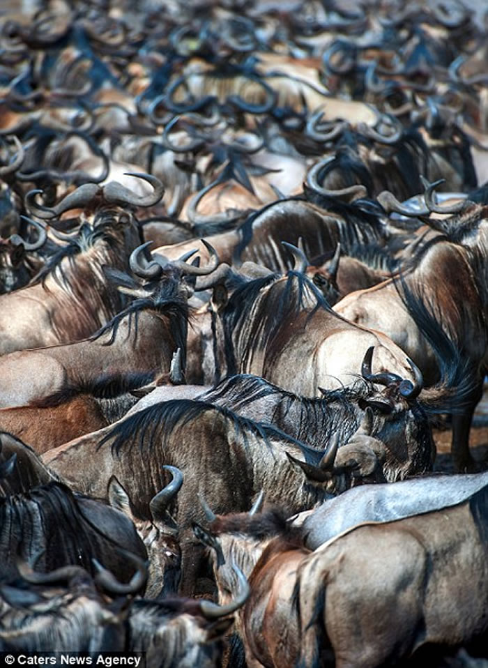 肯尼亚马赛马拉8万牛羚大迁徙