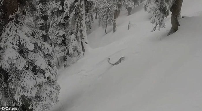 澳洲游客到印度古尔玛尔格滑雪，珍稀雪豹突然从积雪中窜出