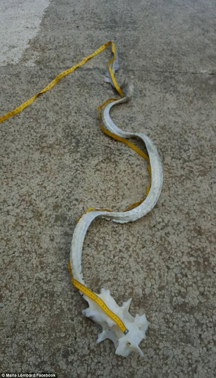 新西兰惠灵顿海滩发现龙的真身骸骨？原来它是魔鬼鱼