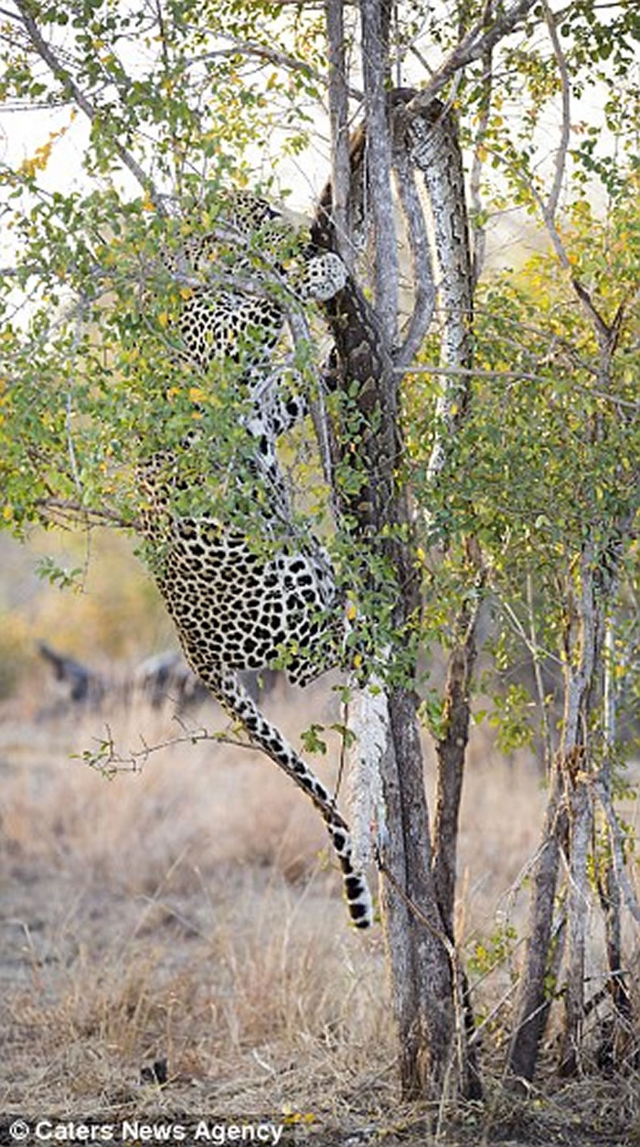 南非克鲁格国家公园饥饿花豹拉扯树上巨蟒尸体