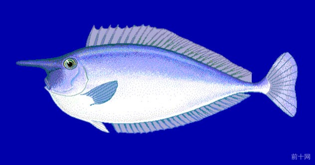 1-unicornfish