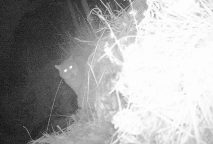 能够在摄影机里面看到它们的身影，也是弥足珍贵。