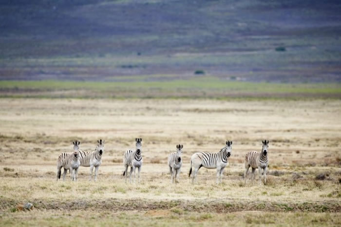绝迹多时的斑驴再现人世。