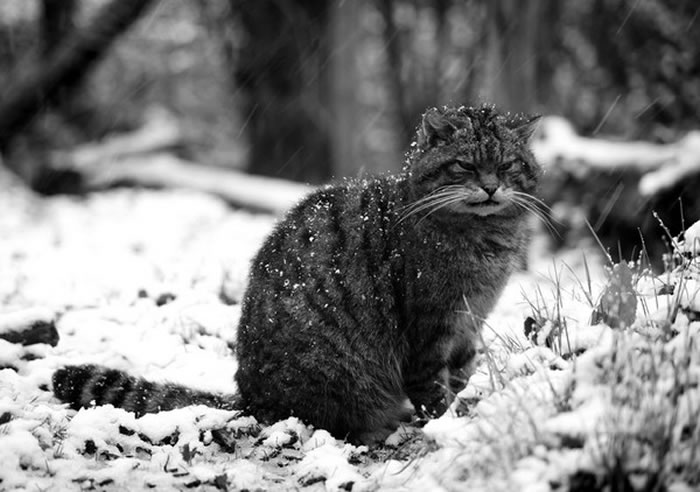 苏格兰野猫（或是欧洲野猫）体型比一般家猫大，尾巴蓬松。