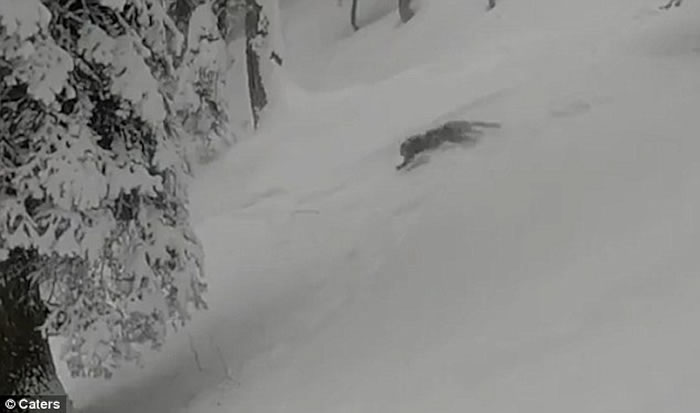 澳洲游客到印度古尔玛尔格滑雪，珍稀雪豹突然从积雪中窜出