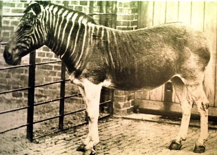 斑驴已绝种逾百年。