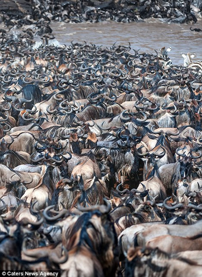 肯尼亚马赛马拉8万牛羚大迁徙