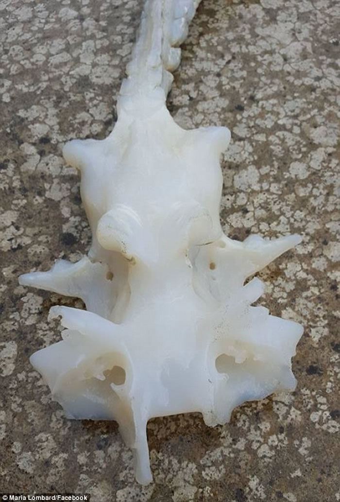 新西兰惠灵顿海滩发现龙的真身骸骨？原来它是魔鬼鱼