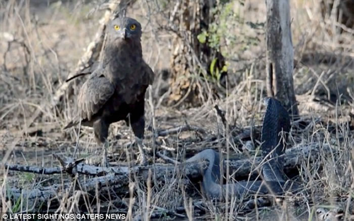 罕见画面：南非克鲁格国家公园拍摄到蛇雕与眼镜蛇的世纪对决