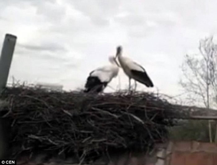 母鹳鸟在克罗地亚遭猎人射伤翅膀 公鹳鸟15年来坚持每年飞13000公里回来相聚