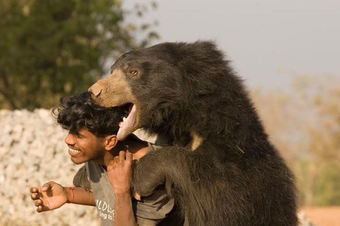 巴鲁这角色可能衍生自懒熊。 PHOTOGRAPH BY NEHA VASANT DIDDEE， NATIONAL GEOGRAPHIC CREATIVE