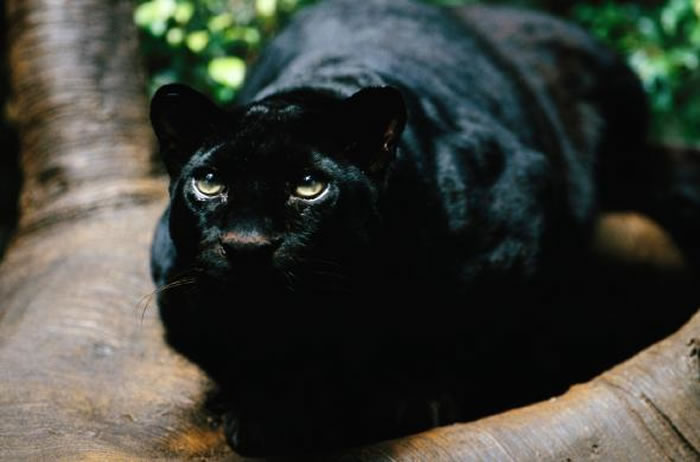 黑豹是花豹皮肤及毛发上出现大量黑色素的结果。 PHOTOGRAPH BY MICHAEL NICHOLS， NATIONAL GEOGRAPHIC CREATI