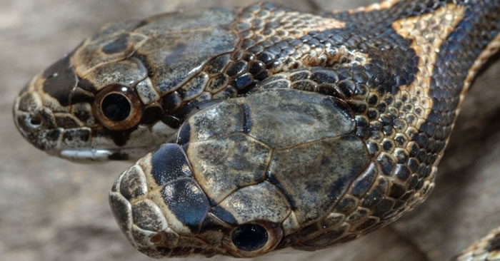 美国堪萨斯州野生双头蛇 其中一个头会攻击另一个头