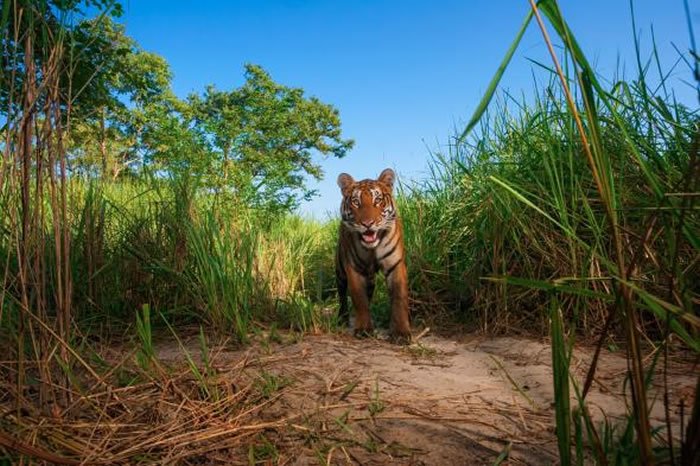 孟加拉虎（Bengal Tiger）是吉卜林原著小说中面临最大绝种危机的动物。 PHOTOGRAPH BY STEVE WINTER， NATIONAL GEO