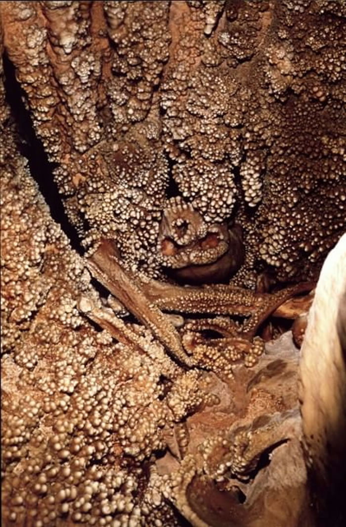 科学家首次揭晓发现于意大利洞穴石壁的“阿尔塔穆拉穴居人”的真实面孔