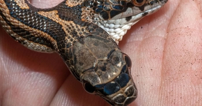 美国堪萨斯州野生双头蛇 其中一个头会攻击另一个头