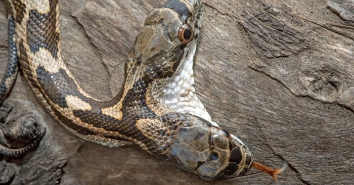 美国堪萨斯州野生双头蛇 其中一个头会攻击另一个头