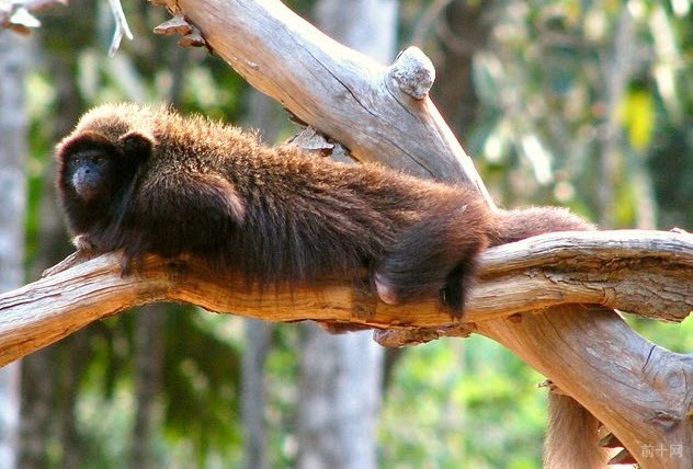 7-black-fronted-titi