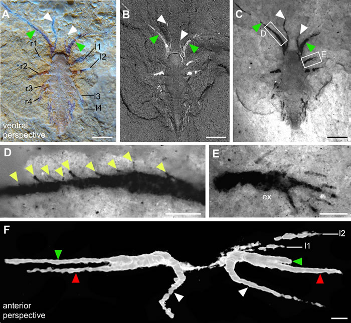 图2：2毫米长的林乔利虫幼虫正面标本不同成像方式（A: 普通光学成像；B: 扫描电镜成像；C–E: 荧光显微镜成像；F：微型CT成像）。比例尺：A–C， 0.5