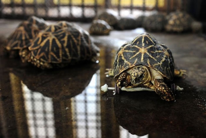 该动物园养了14只印度星龟。PHOTOGRAPH BY ARUN SANKAR, AFP, GETTY IMAGE