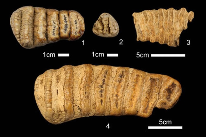 象化石 (赵凌霞供图)