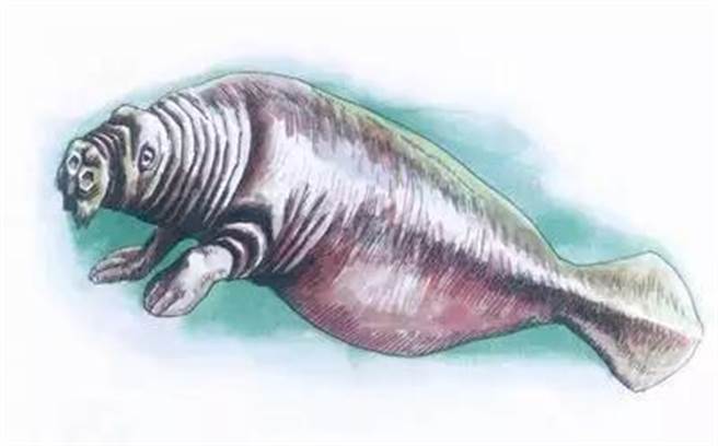 依据斯特拉描述，大海牛形象大致如此。