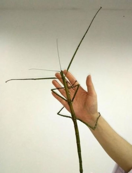 巨型竹节虫骤眼看上去与普通树枝无异。