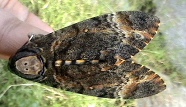 6-deaths-head-hawkmoth
