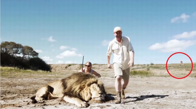 情侣在南非与猎杀狮子合照 背后另一只狮子冲过来
