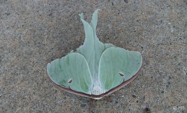 8-luna-moth
