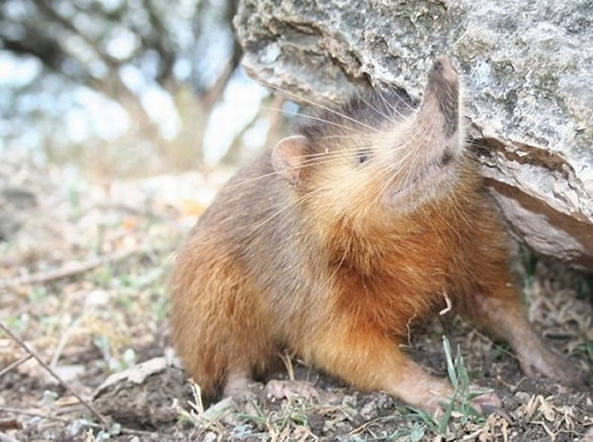 稀有动物海地岛沟齿鼠