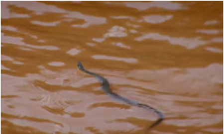 为了一条野生鲶鱼，顶级厨神也是豁出去了！